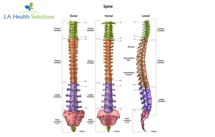 Anatomy of a spine