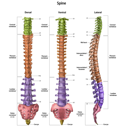 Anatomy Of The Spine 