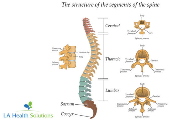 Vertebral Canal | LA Health Solutions Of Louisiana